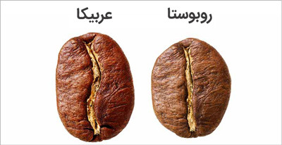تفاوت قهوه عربیکا و روبوستا: راهنمای جامع انتخاب دانه قهوه